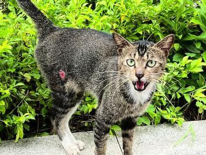 别人的猫进家门预示着什么